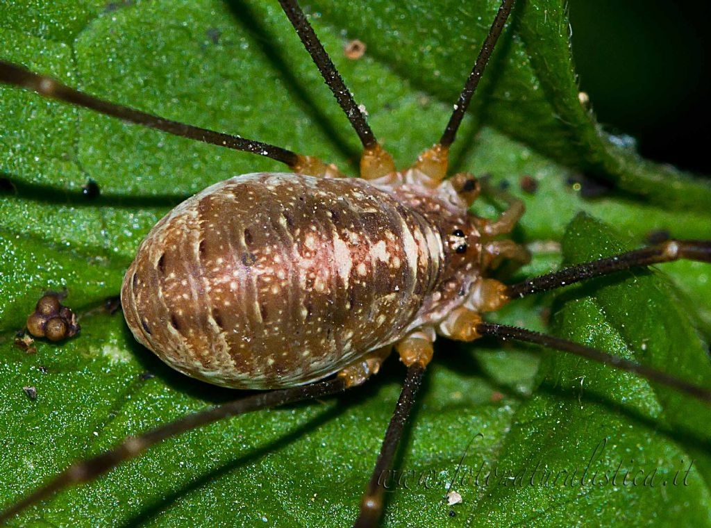 Opilio canestrinii dei Camaldoli